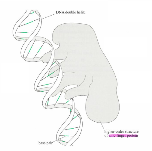 <p>The protein grabs DNA through the grooves and is able to manipulate DNA.</p>