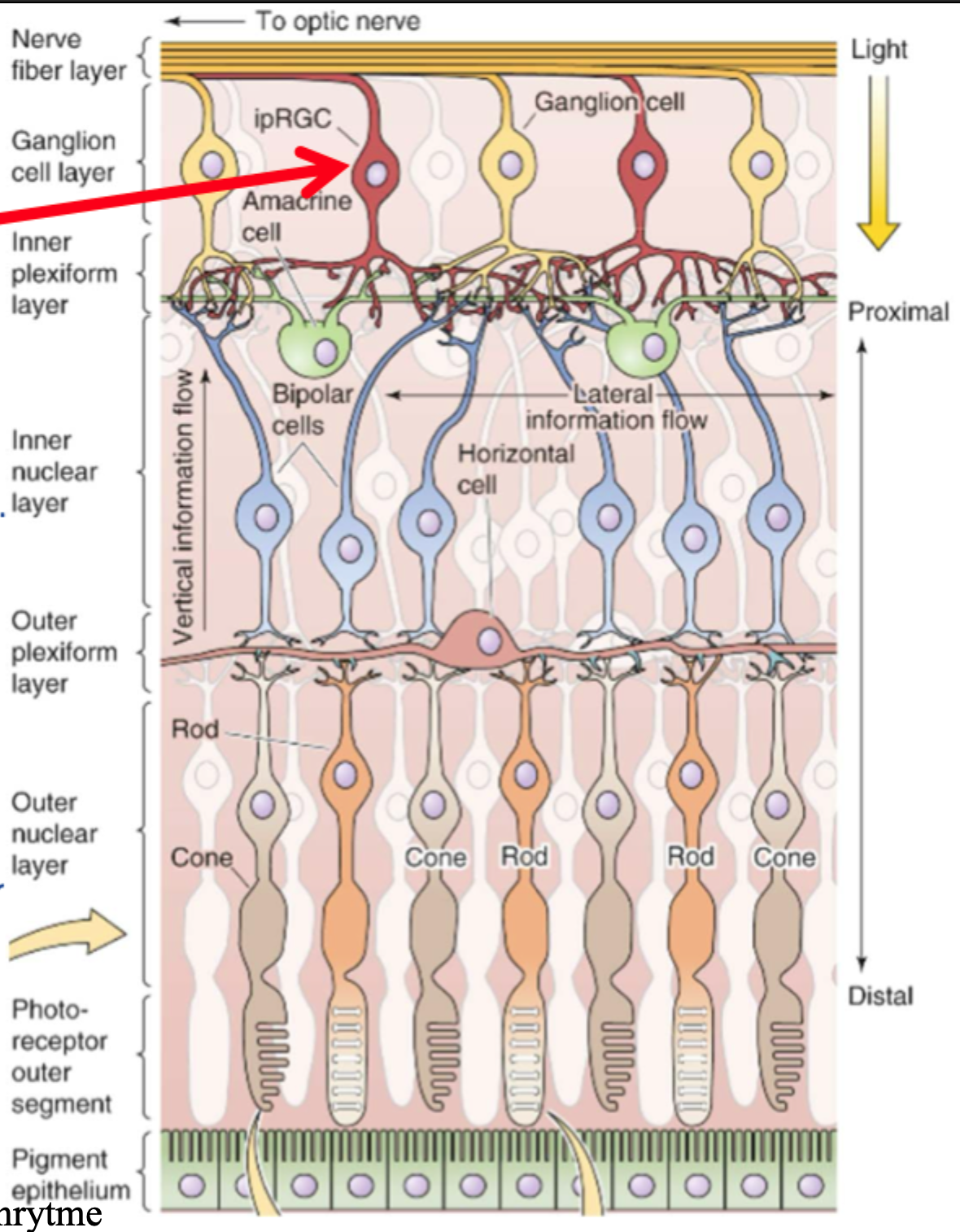<p>Det er <strong>intrinsically photosensitive retinal ganglion cells</strong>, altså ganglieceller i retina, som selv er <strong>lysfølsomme</strong>.</p>