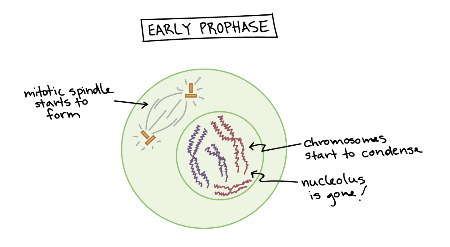 <ul><li><p>Chromosomes condense </p></li><li><p>Spindle fibers form</p></li></ul><p></p>