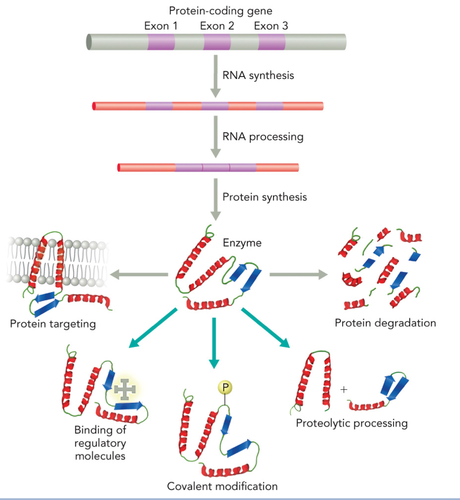 <p>Quality of enzyme</p><p>Making the enzyme/how much/localization (bioavailability)</p><ol><li><p>Protein-coding gene (exons 1, 2, 3)</p></li><li><p>RNA synthesis (transcription)</p></li><li><p>RNA processing</p></li><li><p>Protein synthesis (translation)</p></li><li><p>Enzyme formed</p></li><li><p>Protein targeting</p></li><li><p>Protein degradation</p></li></ol><p>Controlling the enzyme activity/ protein modifications (catalytic efficiency)</p><ol><li><p>Binding of regulatory molecules</p></li><li><p>Covalent modification</p></li><li><p>Proteolytic processing</p></li></ol><p></p>