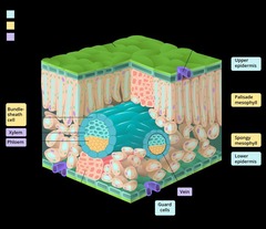 <p>Has cells w/ chloroplasts and is the primary site for leaf photosynthesis.</p>