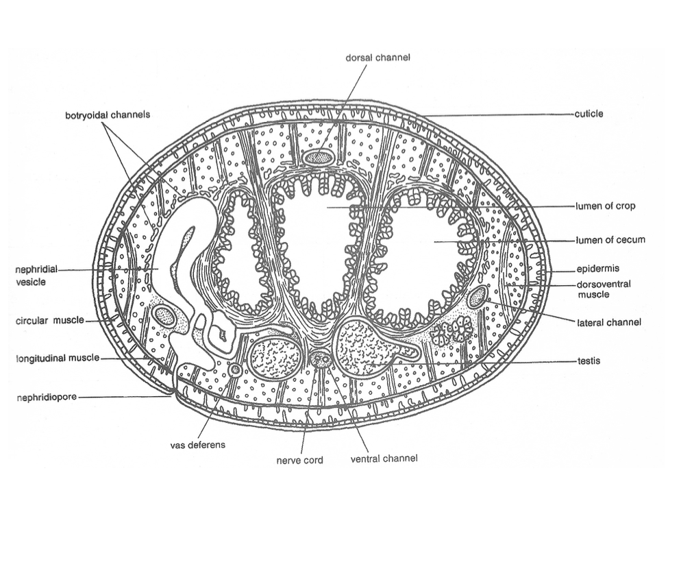 <ul><li><p><strong>Reduced coelom</strong></p><ul><li><p>replaced by sinuses</p></li></ul></li><li><p><strong>Botryoidal tissue</strong></p><ul><li><p>involved in storage/excretion</p></li></ul></li><li><p><strong>Gut with caeca</strong></p><ul><li><p>storage of blood</p></li></ul></li><li><p><strong>Muscle layers</strong></p><ul><li><p>strong → movement</p></li></ul></li><li><p><strong>No true circulatory system</strong></p><ul><li><p>fluid channels instead</p></li></ul></li></ul><p></p>