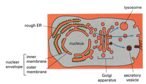 <p>in compartments and vesicles, analogous to the “outside” of cell</p>