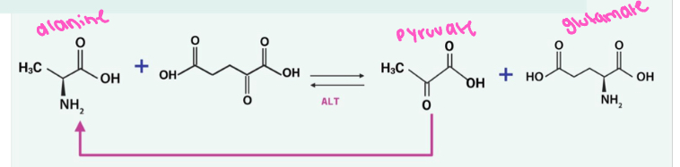 <ul><li><p>It’s synthesized by transamination of pyruvate and glutamate</p></li><li><p>it requires PLP</p></li></ul><p></p>