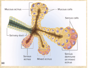 <p>facial and glossopharyngeal nerves to glands (parasympathetic)</p><p></p>