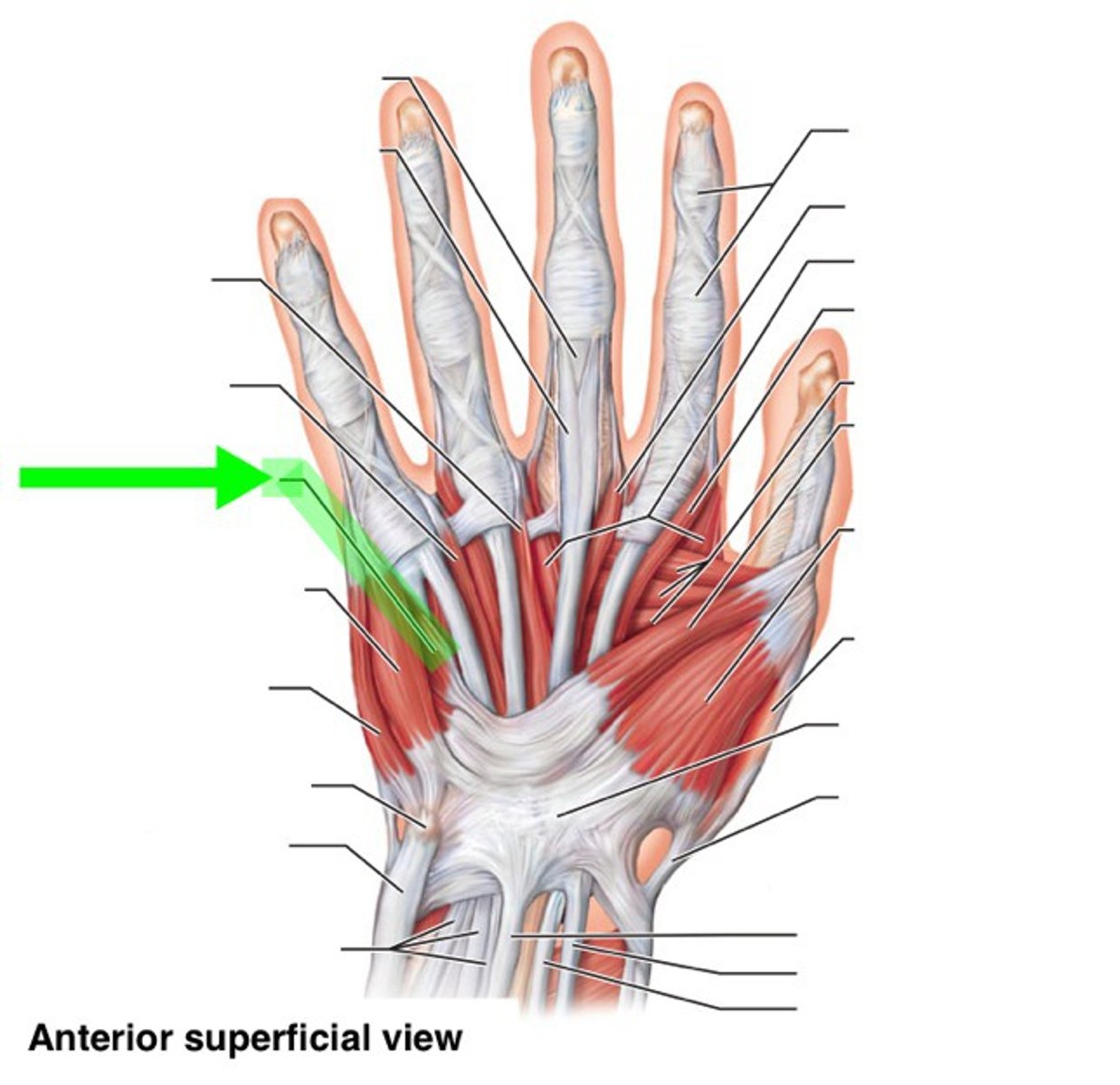 <p>Origin: Hook of hamate and flexor retinaculum.</p><p>Insertion: Ulnar side of 5th metacarpal.</p><p>Innervation: Ulnar nerve.</p><p>Action: Opposition of little finger.</p>