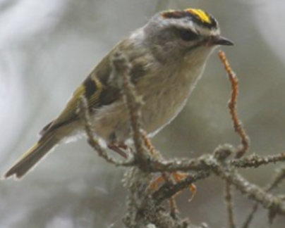 <p>Order: Passeriformes<br>Family: Regulidae</p>