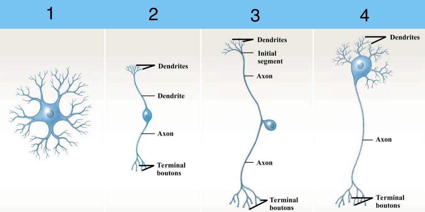 <p>Identify the structural classifications of Neurons</p>