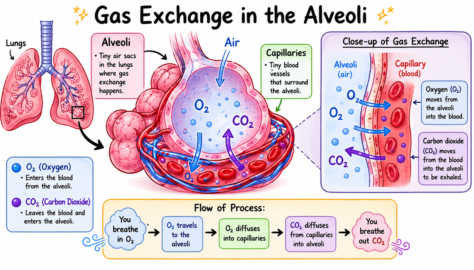 <p>Alveoli → tiny air sacs in the lungs where gas exchange occurs</p><p>Capillaries → tiny blood vessels that surround the alveoli</p><p>Oxygen → moves from the alveoli into the blood</p><p>Carbon Dioxide → moves from the blood into the alveoli ti be exhaled </p><p></p>