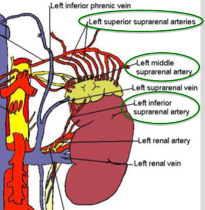 <p>1. Superior Suprarenal Artery: branch of the Inferior Phrenic Artery</p><p>2. Middle Suprarenal Artery: branch of the Aorta</p><p>3. Inferior Suprarenal Artery: branch of the Renal Artery</p>