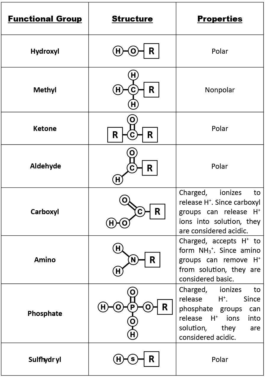 <p>*Be able to draw!</p><ol><li><p>Hydroxyl -OH</p></li><li><p>Carbonyl C=O</p></li><li><p>Carboxyl COOH</p></li><li><p>Amino -NH<sub>2</sub></p></li><li><p>Sulfhydryl -SH</p></li><li><p>Phosphate -PO<sub>4</sub><sup>2-</sup></p></li><li><p>Methyl -CH3</p></li></ol><p></p>