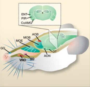 <p>has 4 olfactory organs: main olfactory epithelium, vomeronasal organ, grueneberg ganglion, septal organ of Masera</p><p>MOE, GG and SO project to main olfactory bulb, VNO project to the accessory olfactory bulb</p>