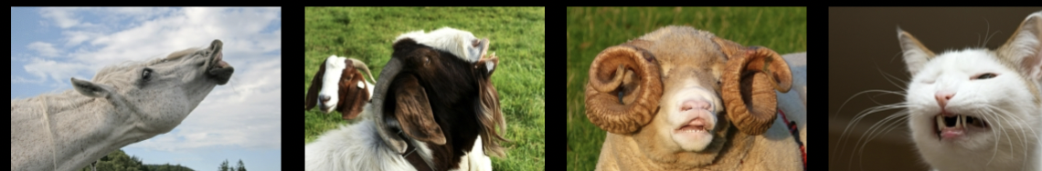 <p>substances that are secreted to the outside of the body</p><ul><li><p>detected by olfactory system (vomeronasal organ) by members of same species</p></li><li><p>Cause specific behavioral or physiological responses</p><ul><li><p>onset of puberty, detection of estrus</p></li></ul></li></ul><p></p>