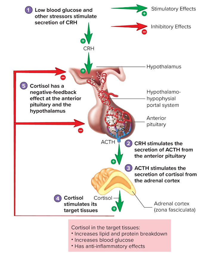 <p>Regulation of Cortisol Secretion</p>