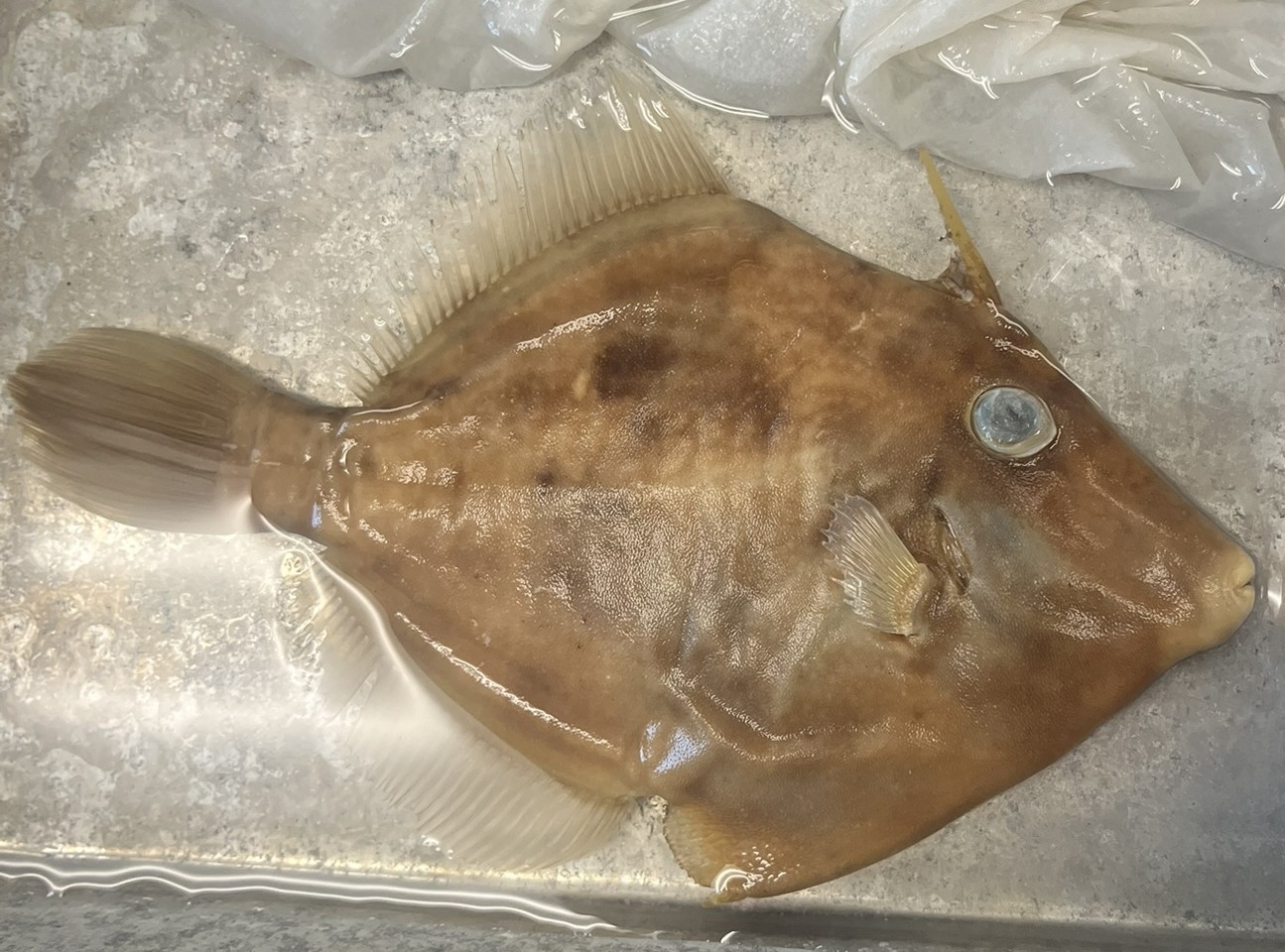 <p>Family Monacanthidae (filefishes) - <em>Stephanolepis hispidus</em></p>