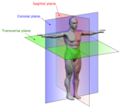 <p>- Sagittal = Flexion & Extension </p><p>- Frontal = Abduction (outward) & Adduction (draw limbs towards the body) (Ex: head moves side to side, movement of limbs in and out)</p><p>- Transversal = Rotation (Ex: trunk rotation, moving torso)</p>
