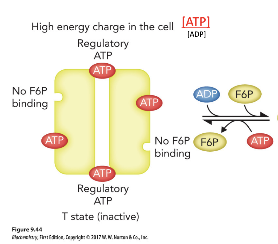 <p><strong>a) </strong>Active Site — PFK-1 has two distinct binding sites for ATP:</p><ol><li><p><strong>Active (catalytic) site</strong> — This is where ATP functions as a substrate. This site has a higher affinity for ATP, meaning it's saturated even at relatively low ATP concentrations.</p></li><li><p><strong>Allosteric (regulatory) site</strong> — This is a separate, lower-affinity site. ATP only binds here in significant amounts when its concentration is high. When ATP binds here, it induces a conformational change that inhibits enzyme activity by lowering PFK-1's affinity for its substrate</p></li></ol><p></p>