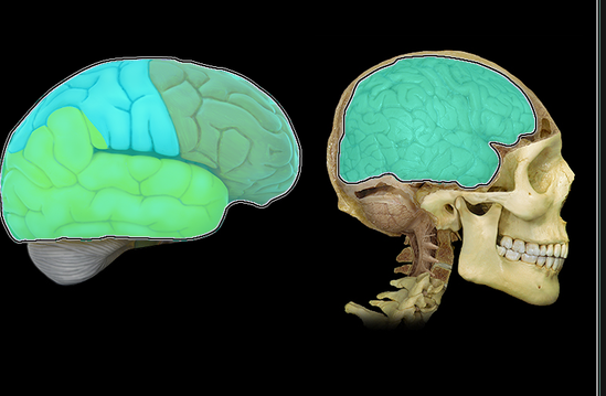 <p>Cerebrum</p>