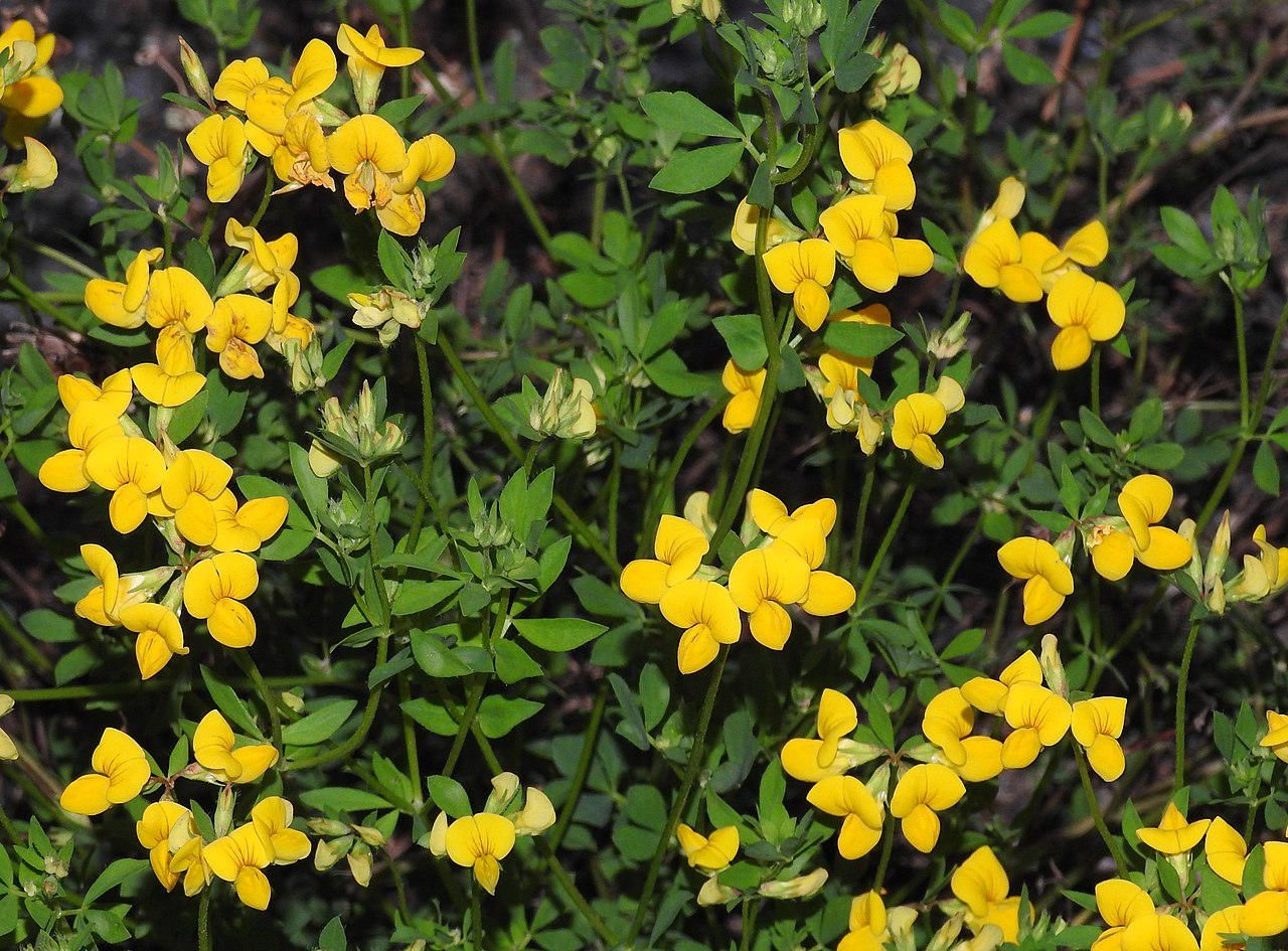 <p>Plant Common Name</p>