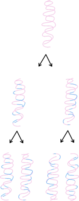 <p>Each daughter DNA molecule contains interspersed segments of olda nd new DNA mixed together throughout both strands. </p>