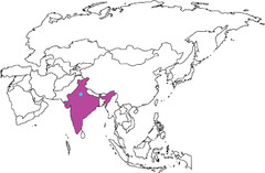 <p>South Asia</p>