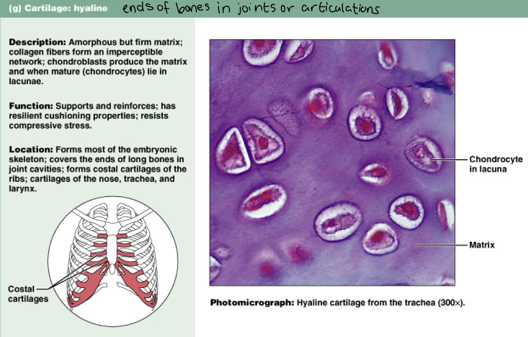 <p>Hyaline cartilage (connective)</p><p>Function: supports and reinforces, cushioning</p><p>Found in costal cartilage, nose, trachea, larynx, embryonic skeletons, ends of long bones (plays a role in long bone synthesis)</p>