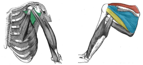 <p>ID muscle and innervation (green)</p>