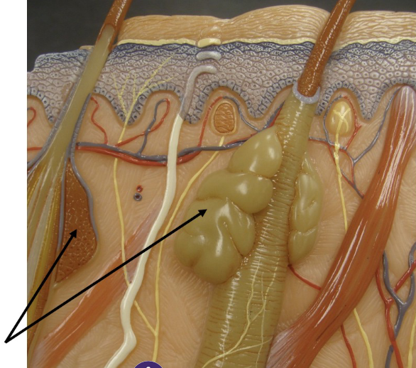 <p>Sebaceous Glands </p>