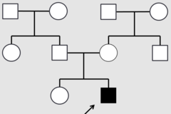 <p>- Autosomal dominant</p><p>- X-linked</p>