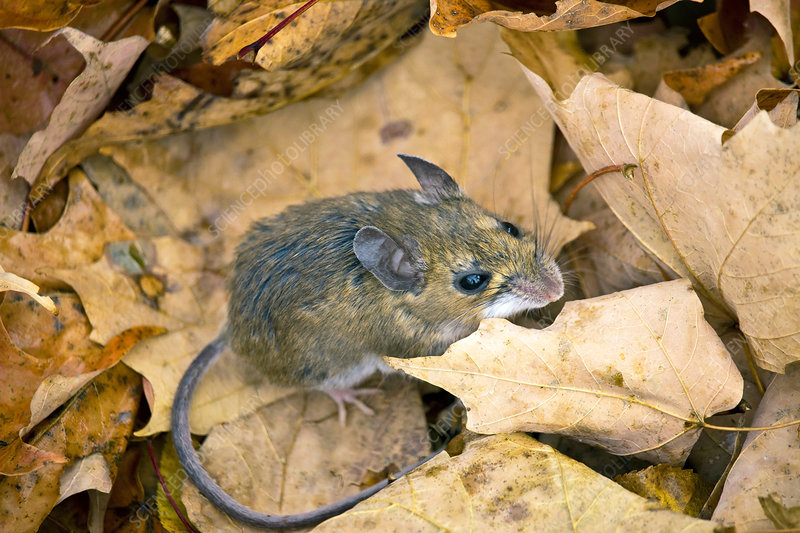<p>what species is this</p>