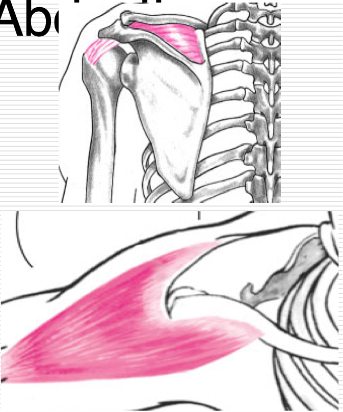 <p>Agonists</p><ul><li><p>Supraspinatus </p></li><li><p>Deltoid - middle</p></li></ul><p></p>
