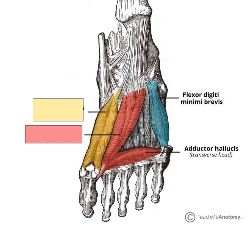 <p>Identify this structure</p>