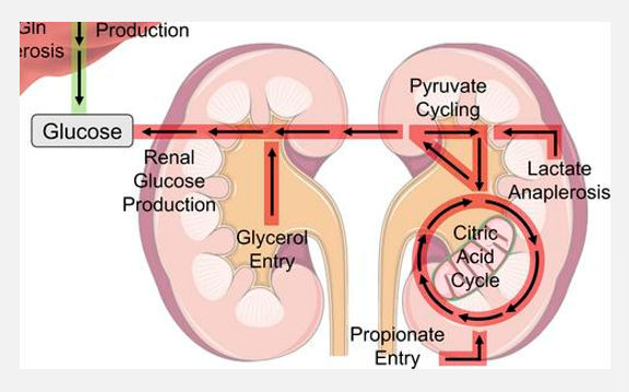 <p>Intro to the urinary system (pt 3)</p>