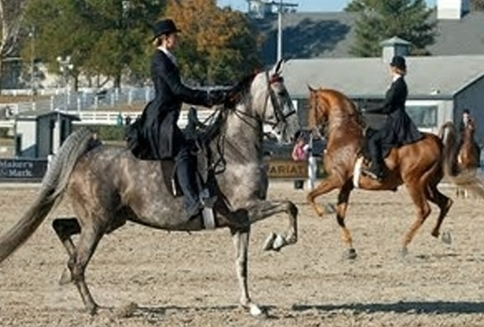 <p>what horse is known as the peacock because of their posture? they are also easy to ride.</p>