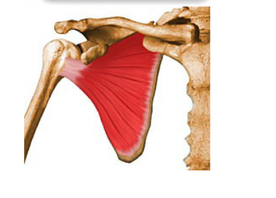 <p>What muscle is this? Name, Origin, Insertion, Location, Action and Exercise</p>