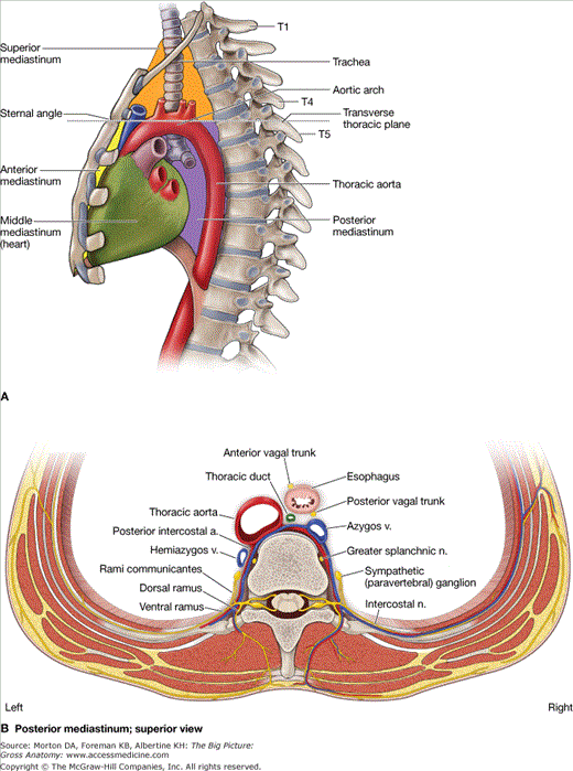 <p>Answer: The posterior mediastinum.</p><p>Extra Information:</p><ul><li><p>It courses inferiorly toward the diaphragm.</p></li></ul><p></p>