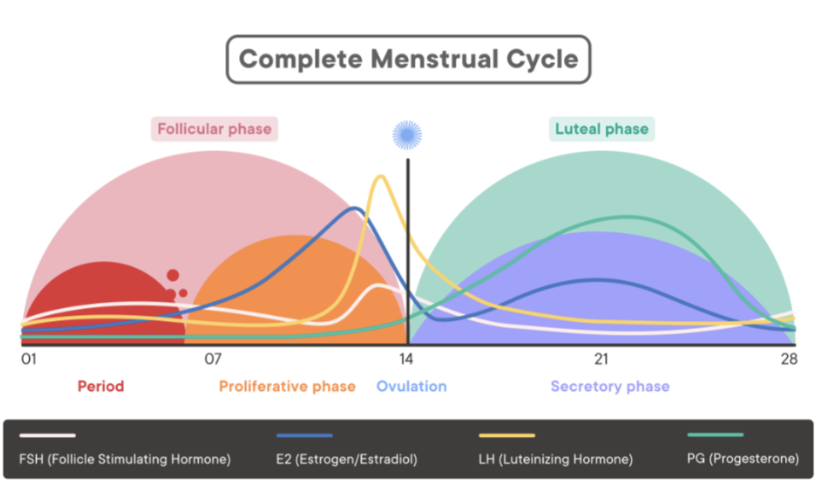 <p></p><ul><li><p><span style="background-color: transparent;"><strong><span>Follicular Phase</span></strong></span></p><ul><li><p><span style="background-color: transparent;"><span>Day 1-7: </span><strong><span>Period</span></strong></span></p></li><li><p><span style="background-color: transparent;"><span>Day 7-14: </span><strong><span>Proliferative Phase</span></strong><span> → Estrogen surges</span></span></p></li></ul></li><li><p><span style="background-color: transparent;"><span>Day 14: </span><strong><span>Ovulation</span></strong><span> → LH surges, FSH lesser surge</span></span></p></li><li><p><span style="background-color: transparent;"><strong><span>Luteal Phase</span></strong></span></p><ul><li><p><span style="background-color: transparent;"><span>Day 14-28:&nbsp; </span><strong><span>Secretory Phase</span></strong><span> → Progesterone &amp; Estrogen surge</span></span></p></li></ul></li></ul><p></p>