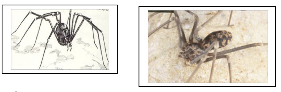 <p>What spider species is this </p>