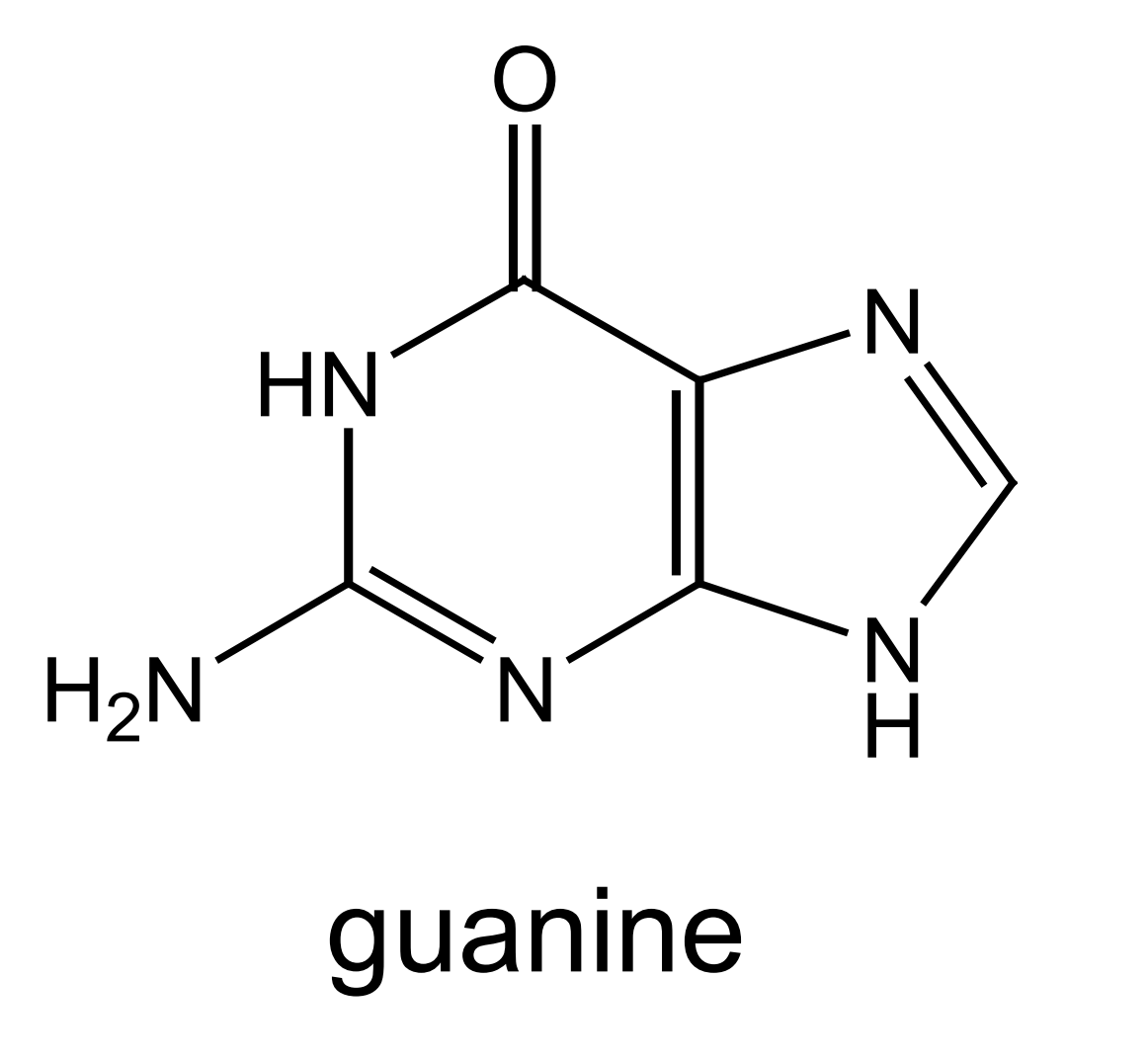 <p>this is the structure of guanine - mark where on the molecule guanine bonds to deoxyribose and its base partner: </p>