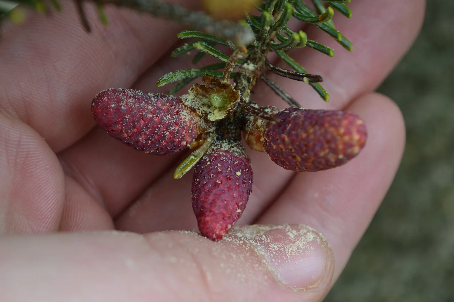 <p>They are present in the spring, producing pollen within overlapping bracts or scales.</p>