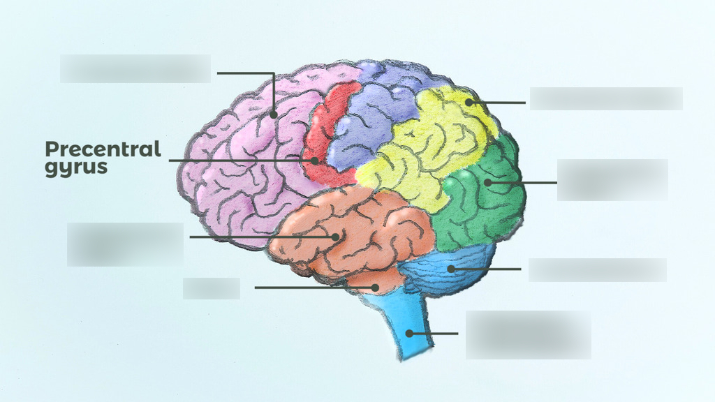 <p><span>A region of the cerebral cortex that processes visual information by providing meaning and interpretation.</span></p>