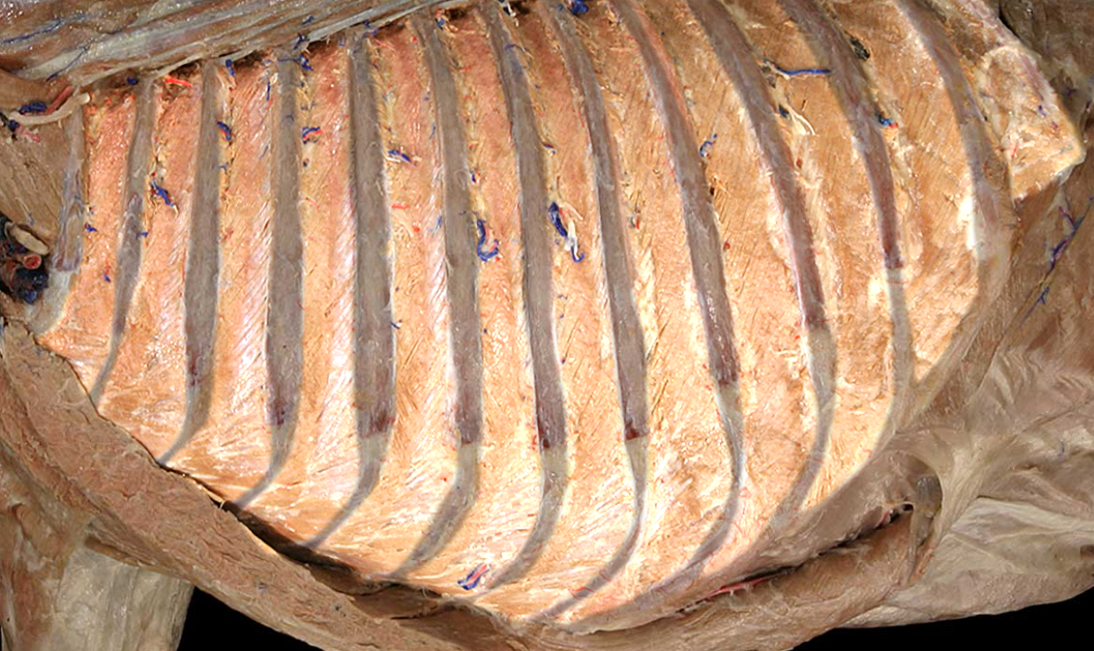 <p>Name the highlighted part and tissue type</p>