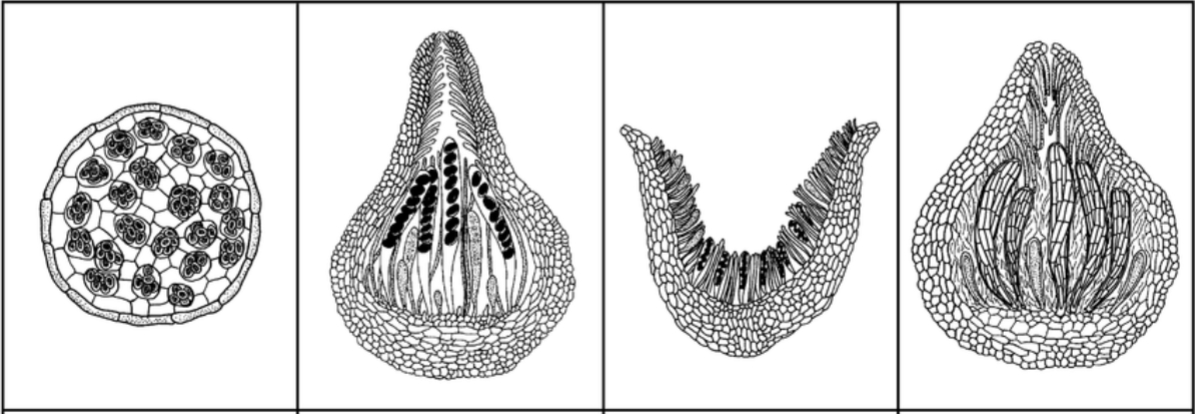 <p>What are the four different shapes of ascopores</p>
