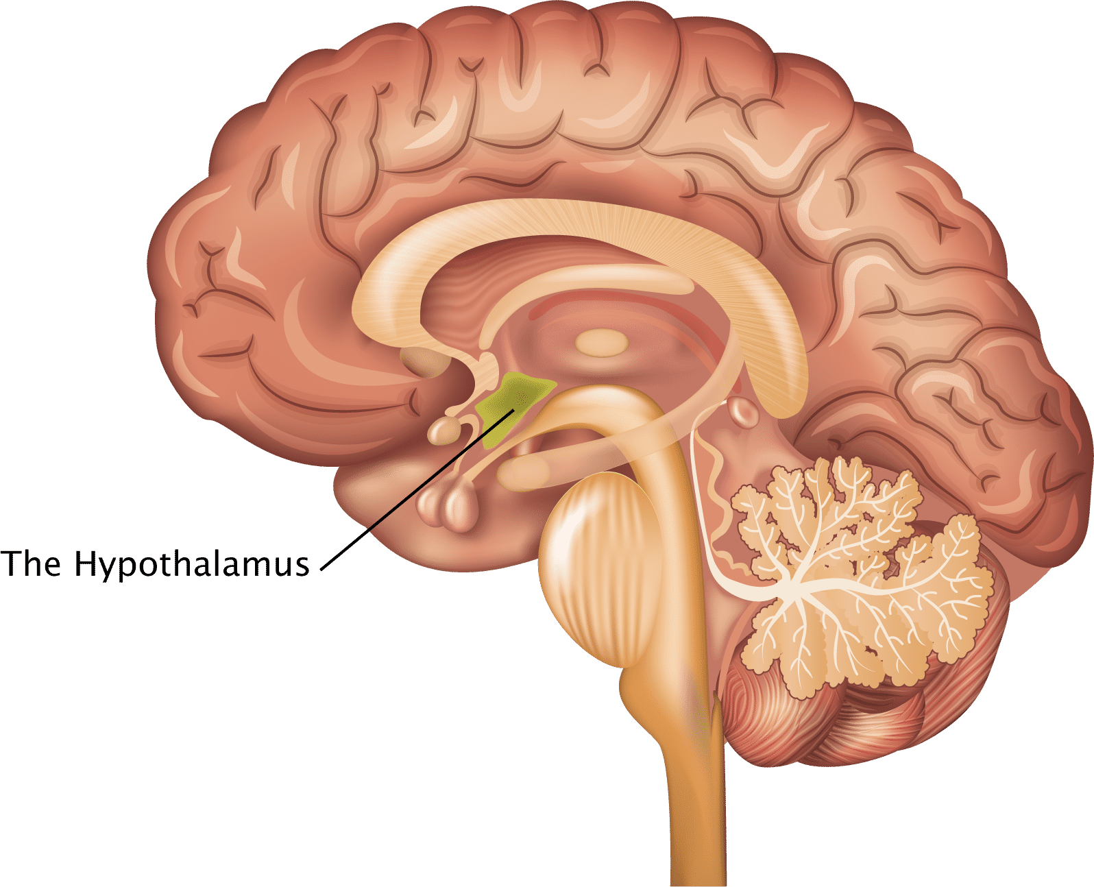 <p>Hypothalamus </p>