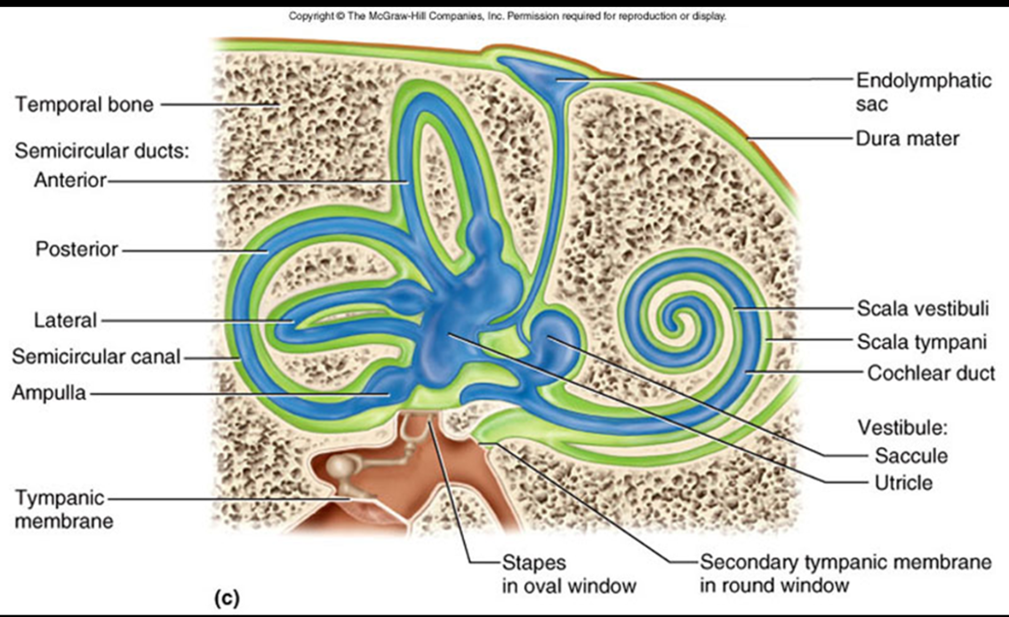 <p>portion of the Vestibule that leads to the Semicircular Canals; contains <strong>Maculae</strong> and is responsible for linear acceleration</p>