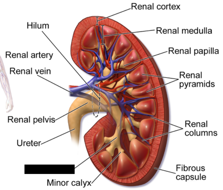 <p>a funnel-shaped tube in the kidney that collects urine from smaller chambers called minor ______ and drains it into the renal pelvis. Each human kidney typically has two to three.</p>