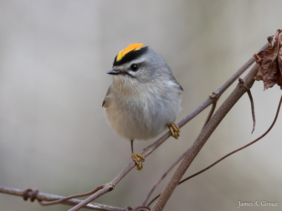<p>Black stripes on the head and bold wing pattern</p><p>Bright orange crown patch with yellow and black border, white eyebrows, females have yellow crown</p><p>females are more yellow, males are more orange</p>