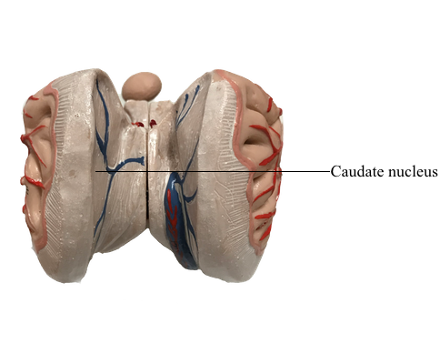 <p>part of cerebral (basal) nuclei, subconscious motor regulation</p>