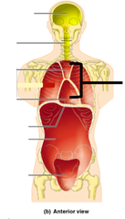 <p>area between the lungs containing the heart, thymus gland, esophagus, and trachea</p>
