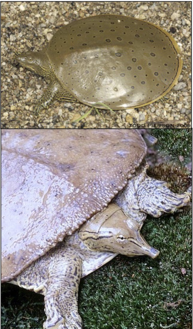 <p>front portion of carapace lined with</p><p>spinelike protuberances; small horizontal</p><p>ridge in each nostril; dark blotches on</p><p>plastron and a marginal dark line, more flipper-like feet than A. mutica</p><p><strong>habitat: </strong>sandy bottom rivers, oxbows and</p><p>reservoirs</p><p><strong>dist:</strong> cosmop.</p>